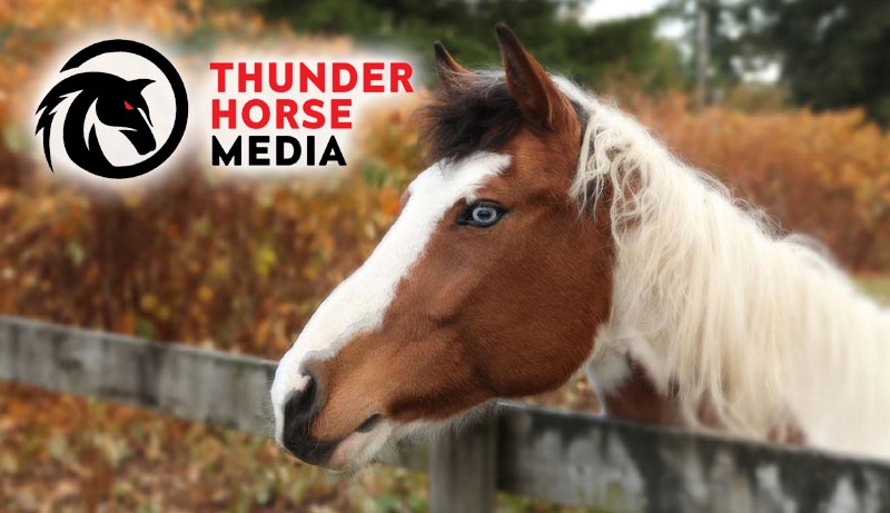 Thunderhorse Media