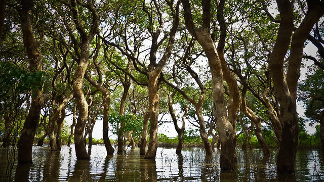 Flooded forest in northeast Cambodia