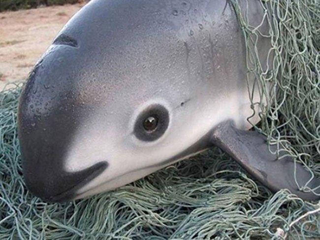 the Vaquita, the Panda of the Sea